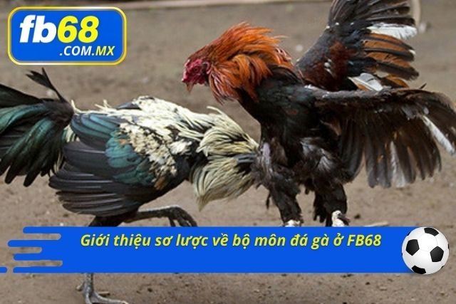 Tổng hợp toàn bộ thông tin về đấu gà ở FB68