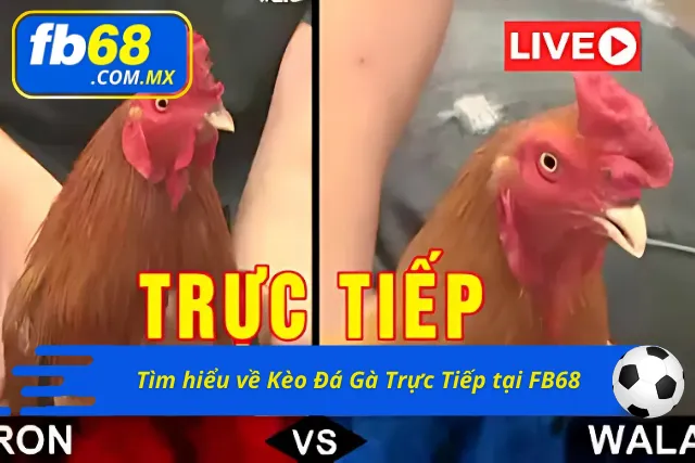 Những thông tin xoay quanh kèo đá gà tại FB68